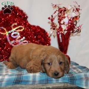 Polly, Mini Goldendoodle Puppy